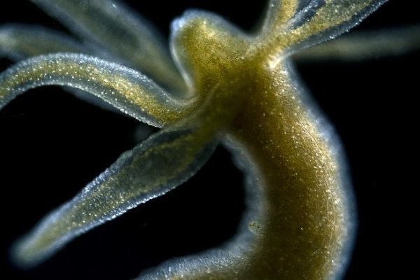 Kraken 15 at