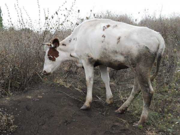 Kra32at